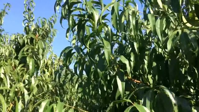 Засыхают верхушки побегов у персика/ЧТО ДЕЛАТЬ??? смотреть онлайн