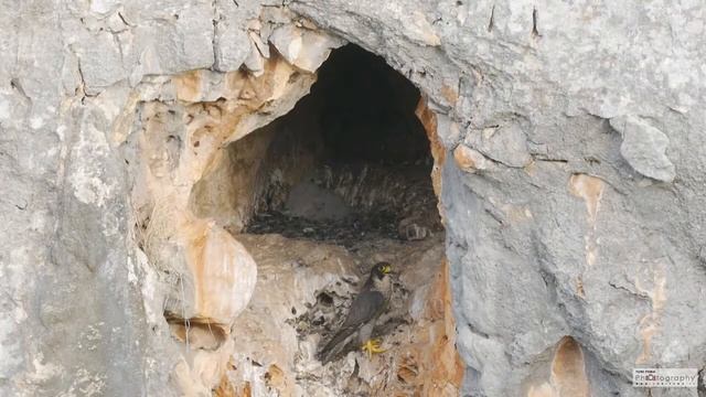 Falco pellegrino (Falco peregrinus) - Stagione riproduttiva 2019 - Monti Iblei (RG) смотреть онлайн