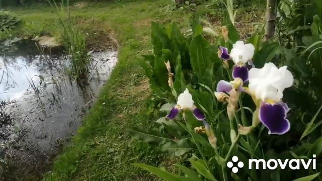 Картошка радует.. пионы цветут.. смотреть онлайн