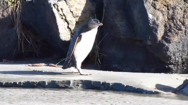 Новая Зеландия. Живая природа Южного острова. Wild Dunedin New Zealand. #НоваяЗеландия #NewZealand