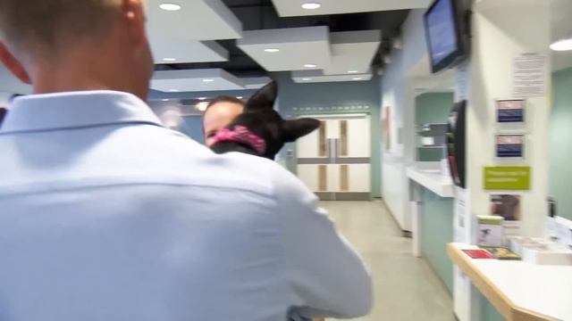 Agonizing Puppy Farm Victim Breaks Vet's Hearts ? Bondi Vet Clips | Bondi Vet смотреть онлайн