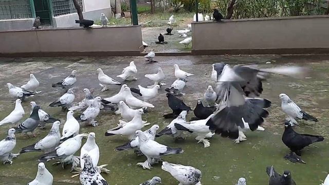 Бойные голуби. Как лечить хрипоту у голубей. 19.10.21 Грузия. Тбилиси смотреть онлайн