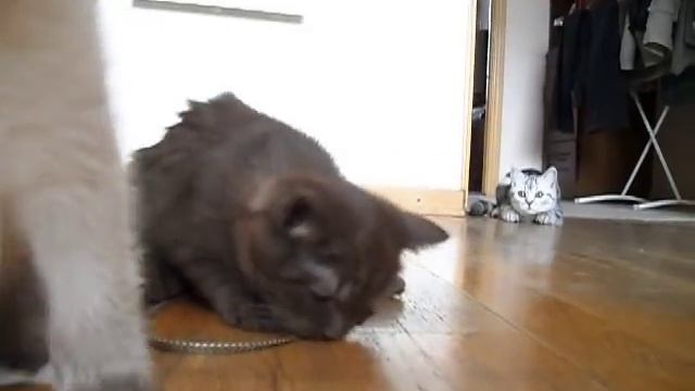 Шоколадный шотландский котенок смотреть онлайн