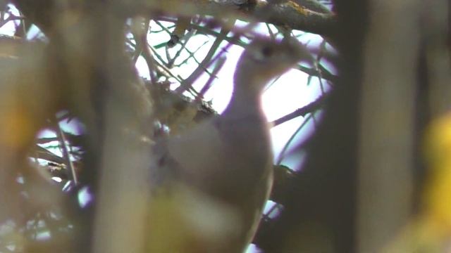 Самка фазана не боится выстрела. Охота с подхода на птицу с лайками. Охота на фазана с собаками смотреть онлайн