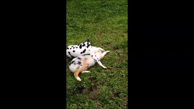 Пятнышки смотреть онлайн