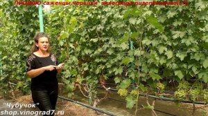 Плохо вызревает лоза у молодого  саженца винограда- что делать?  (Пузенко Наталья Лариасовна)