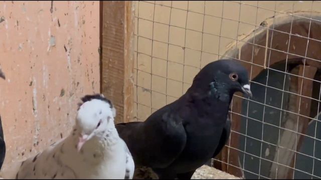 Голуби!город Гулистан,от Собиржона кому интересно можете обратиться к нему tauben pigeons!!! смотреть онлайн