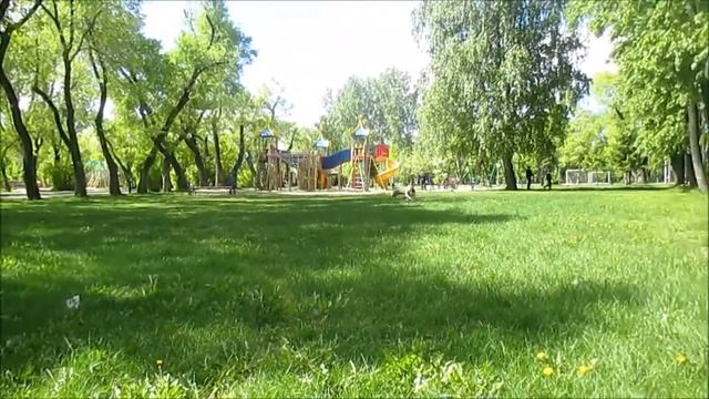 Бордер колли Ася, прогулка смотреть онлайн