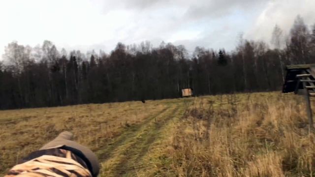 Wild boar hunting wild animal смотреть онлайн
