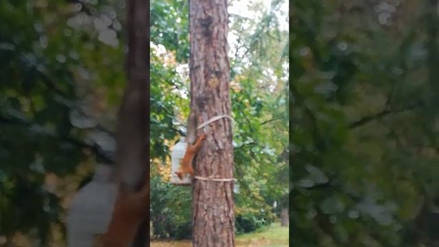 Омские белочки готовятся к зиме. смотреть онлайн