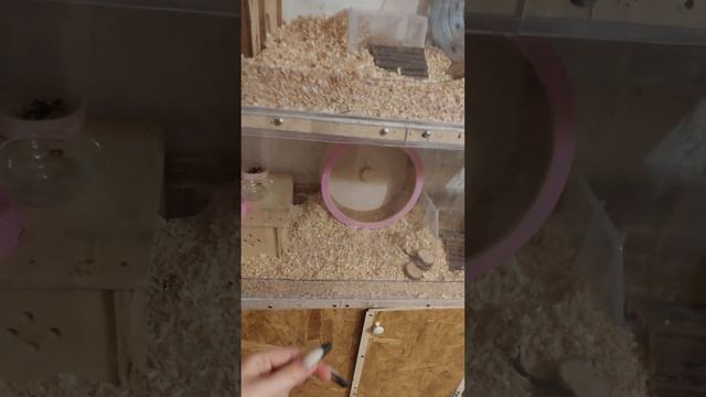 стеллаж наших хом? дом для сирийского хомяка смотреть онлайн