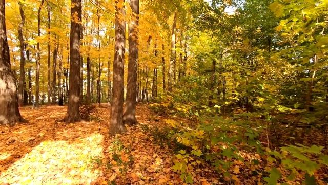 Beautiful Relaxing Music Of Autumn. Peaceful Autumn. Soothing And Instrumental Music Of Autumn
