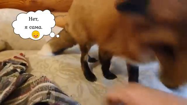 ЛИ СЯО. Алиса - Лиса. Прекрасное настроение лисы. Игра с лисой. Забавные моменты. смотреть онлайн