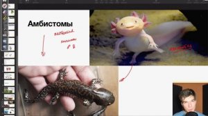 Аксолотли и амбистомы | Олимпиадная биология