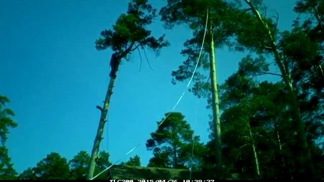 Удаление сосны на дачном участке, г.Новосибирск, Дерева.net, 8-983-300-4610 смотреть онлайн