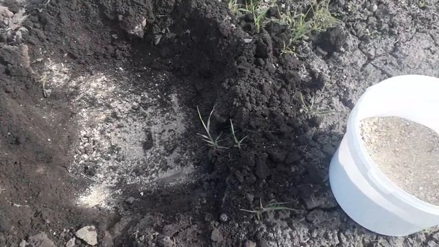 томаты махитос смотреть онлайн