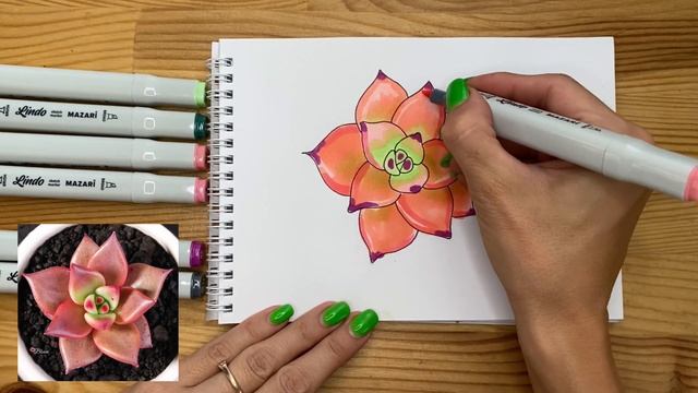 Рисунок скетч маркерами "Суккулент" для скетчбука | Срисовка картинки для начинающих смотреть онлайн