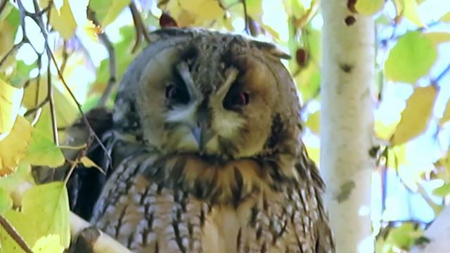 Ушастая сова