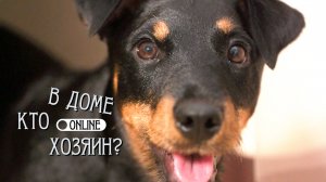 ОПАСНЫЙ ЯГДТЕРЬЕР МОЖЕТ НАЧАТЬ ОХОТИТЬСЯ НА РЕБЁНКА!