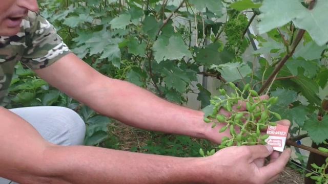 Виноград в июне | Невозможное возможно | Виноград в средней полосе России смотреть онлайн