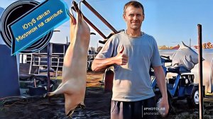 Забой  свиноматки породы‼️ Дюрок ‼️