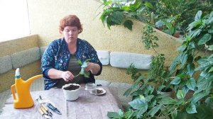 Ботанический квартирник  Выпуск № 8. Размножение и посадка кофе из черенка