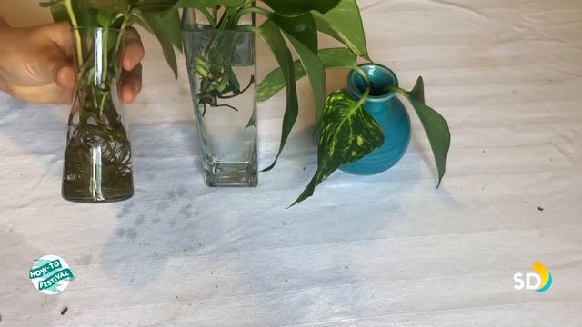 How-To Propagate Houseplants смотреть онлайн