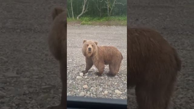 На Камчатке телеведущая Ляйсан Утяшева хотела покормить медведя на трассе смотреть онлайн