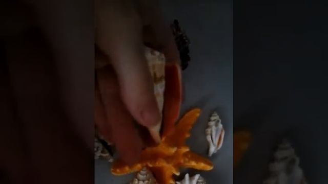 Ракушки из моря
