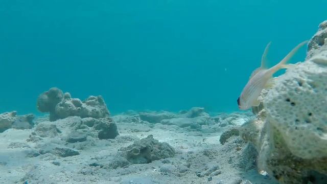 Cinnamon Bay Fish Zen 2 смотреть онлайн
