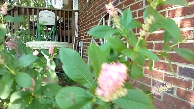 Clethra alnifolia "ruby spice" Summer Sweet смотреть онлайн