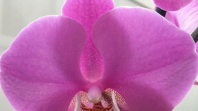 ? Фаленопсис 