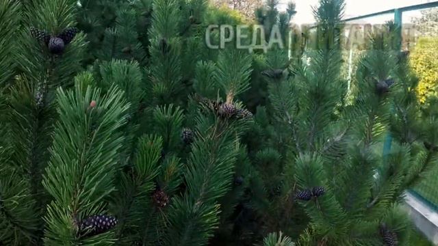 Дом с участком в поселке Чиверево на Пироговском водохранилище. смотреть онлайн