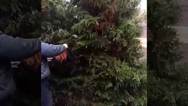 Стрижка Туи Брабант. #хайпсад #туя #хвойные #хвойныерастения #посадка #уходзасадом1 #пересадка #сад смотреть онлайн