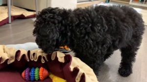 ПУДЕЛЬ| наши команды в 2,5 месяца |КАРЛИКОВЫЙ ПУДЕЛЬ |завели щенка пуделя