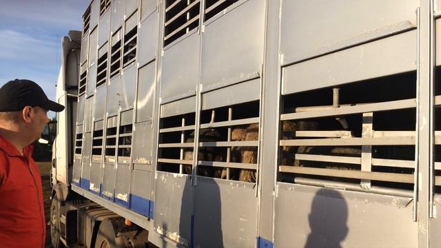 Завершаем погрузку Романовских Овец в Республику Узбекистан смотреть онлайн