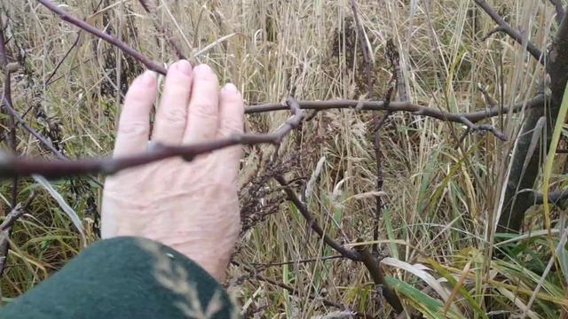 Яблоня после обрезки.Реация яблони на формирующую обрезку. смотреть онлайн