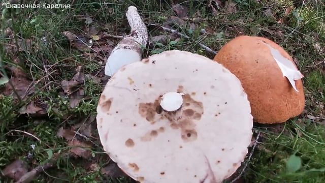 ПЕРВЫЕ ОСЕННИЕ ГРИБЫ - ТАЙГА РАЙ ДЛЯ ГРИБНИКА! ПОЛНЫЕ КОРЗИНЫ БЕЛЫХ И ПОДОСИНОВИКОВ! ГРИБЫ 2021 смотреть онлайн