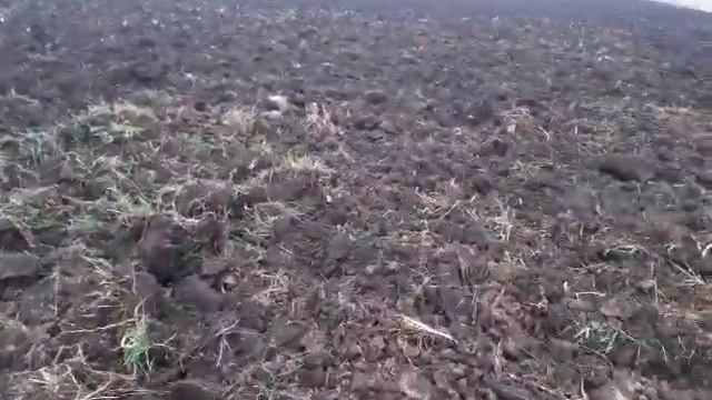 Глубокорыхлитель на мтз 1221 за 36 тыс руб в работе. Чизельные плуги смотреть онлайн