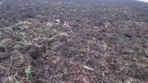 Глубокорыхлитель на мтз 1221 за 36 тыс руб в работе. Чизельные плуги