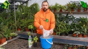 ВСЕГДА ТАК ПОДКАРМЛИВАЮ СМОРОДИНУ и ЗЕМЛЯНИКУ в МАЕ и ВСЕГДА С БОЛЬШИМ УРОЖАЕМ! ПРИРОДНАЯ ПОДКОРМКА