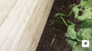 Выгоняем кротов из теплицы