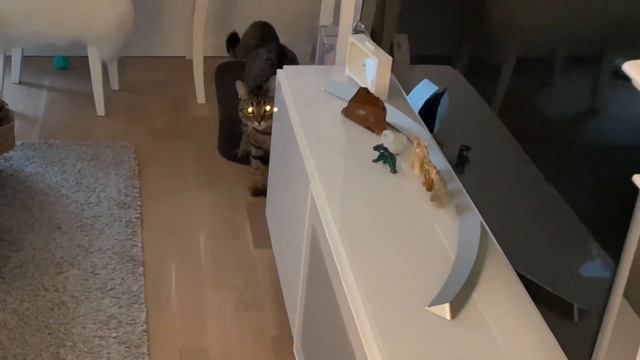 Чистим зубы котику Рудику ? и ему это очень.. ?? смотреть онлайн