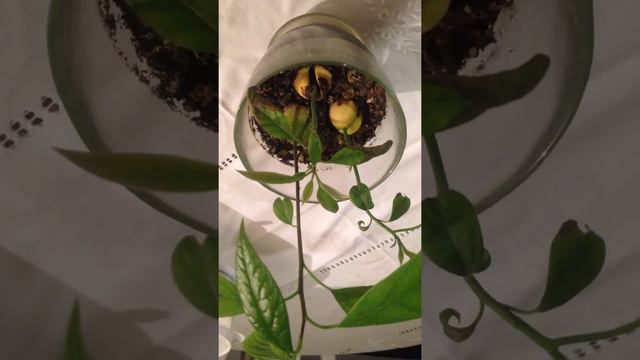 Как посадить авокадо в домашних условиях 100% результат.👍😍✌️