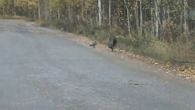глухарь и глухарка в доль дороги прогуливаются смотреть онлайн