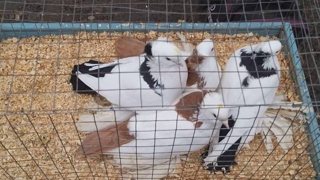 #PIGEONS Голубиный рынок в Астрахани! 19.01.2020г смотреть онлайн