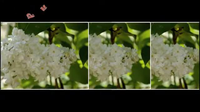 Anastasia Lazariuc- Flori de liliac смотреть онлайн