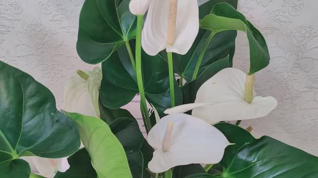 Антуриум Вайт Виннер/Anthurium White Winner 17/60. Наша группа Вконтакте  Https://vk.com/cvetyvmeste