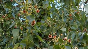 Ландышевое дерево/Брахихитон/