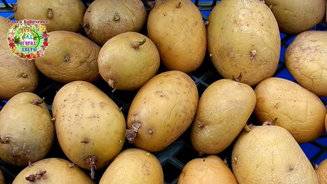 Почему нельзя спешить с посадкой картофеля весной 2021 года? Об этом надо знать обязательно смотреть онлайн